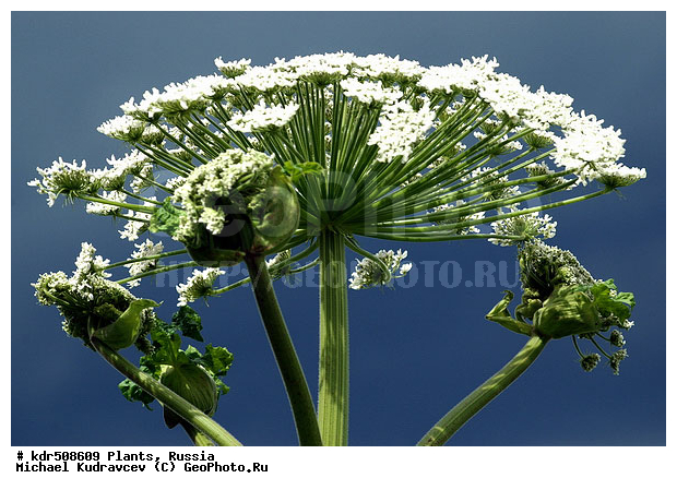 ��������, ��������, �������, ��������, ������, �����