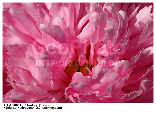 ��������, ��������, �����, ������, ����, ��������, ��������, �������, ���, ��������, ������, �����