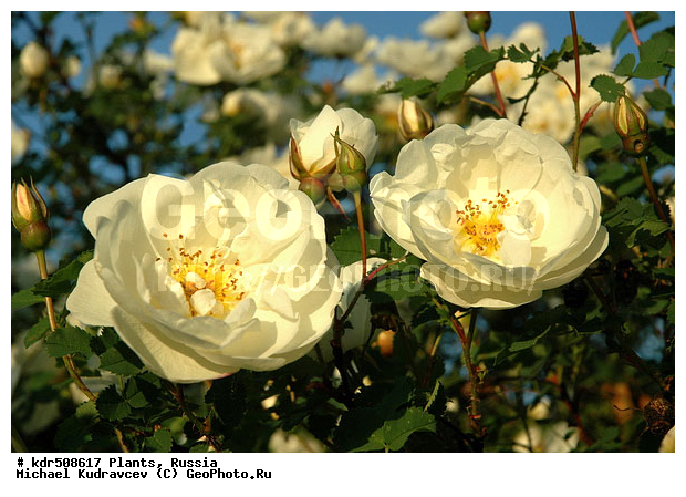 ���, ��������, �������, ��������, ������, �����, ��������