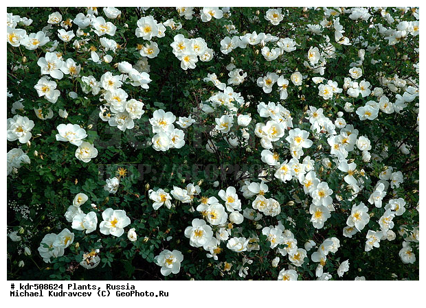 �����, ������, ����, ��������, �������, ��������, ������, �����, ��������