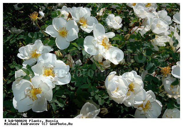 �����, ������, ����, ��������, �������, ��������, ������, �����, ��������