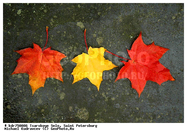 ������� ����