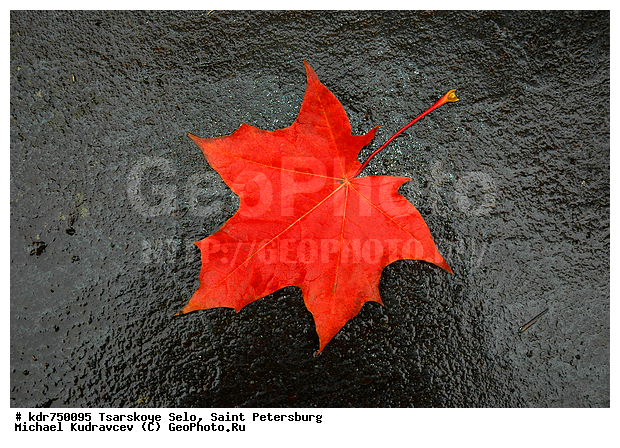 ������� ����