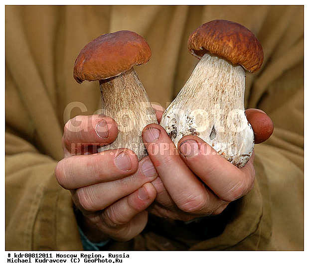 ����, �������, �������, ����, �������, ���������, ����, ��������, ���������