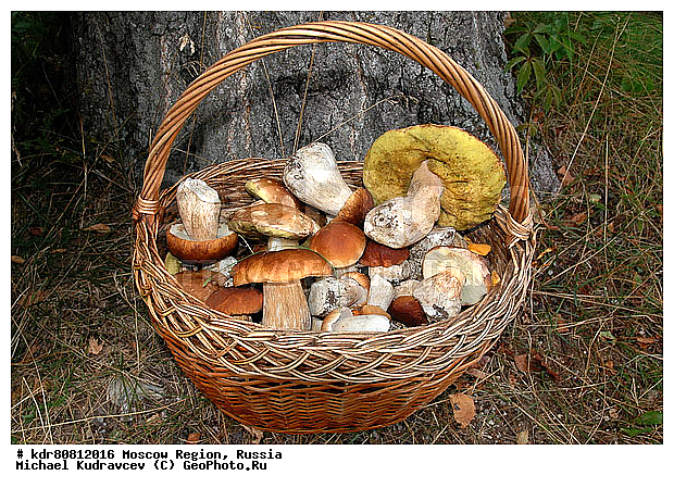 ����, �������, �������, ����, �������, ���������, ����, ��������, ���������