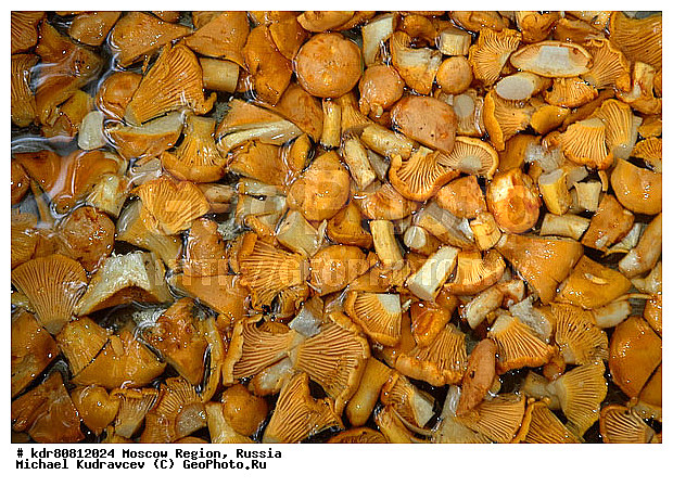 ����, �������, �������, ����, �������, ���������, ����, ��������, ���������