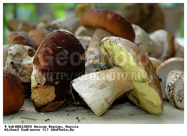 ����, �������, �������, ����, �������, ���������, ����, ��������, ���������