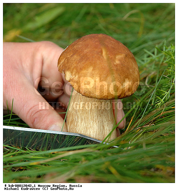 ����, �������, �������, ����, �������, ���������, ����, ��������, ���������