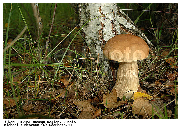 ����, �������, �������, ����, �������, ���������, ����, ��������, ���������