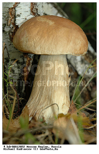 ����, �������, �������, ����, �������, ���������, ����, ��������, ���������