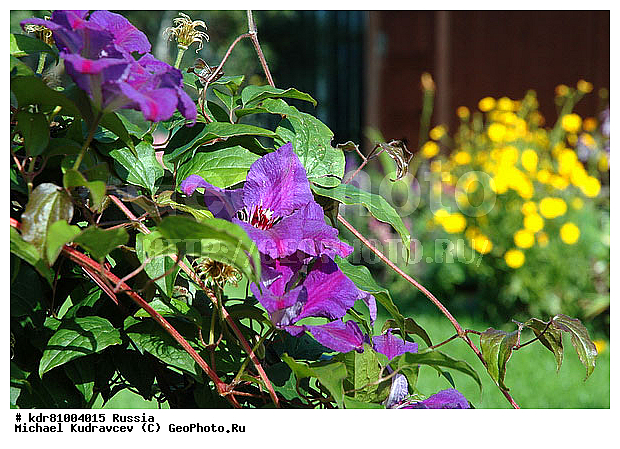 ������, ����, ������ �������, ��������, ����, ������������ �����������, ���, ������� �������, �����