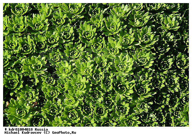 ������, ����, ������ �������, ������, ����, ������������ �����������, ���, ������� �������, �������, ���