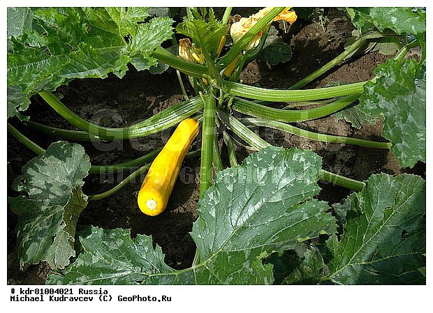 ������, ������, ����, ������ �������, �������, �������, ����, ������, ����, ������������ ���������, ���, ������� �������, ������