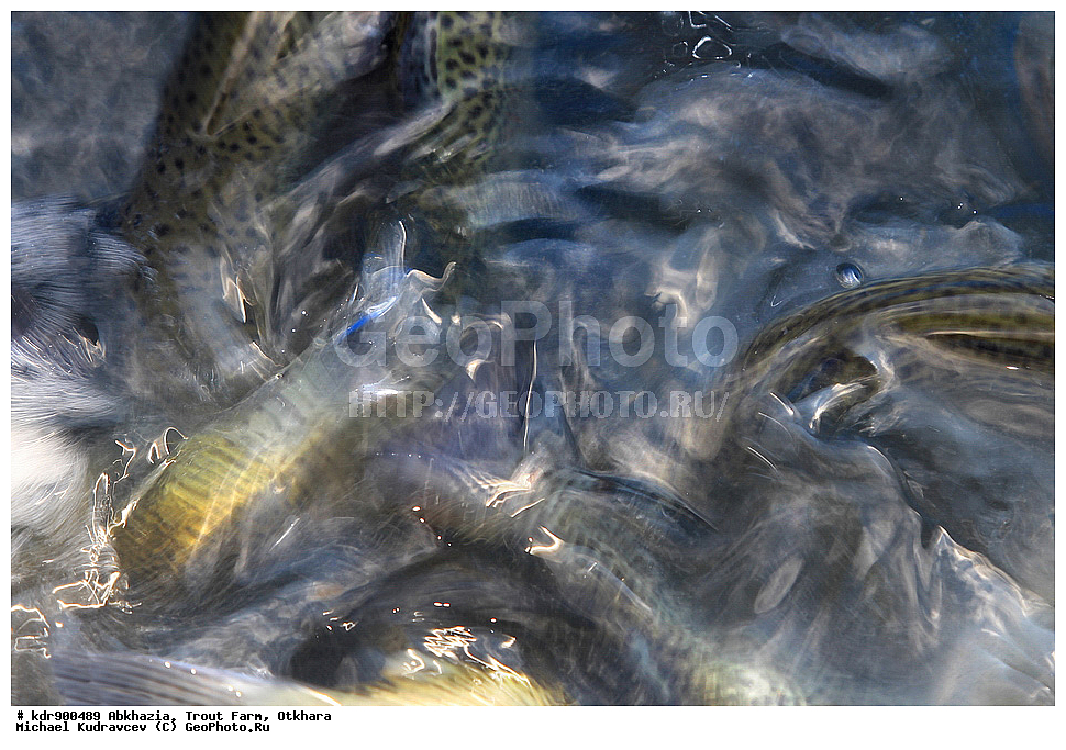 �������, ��������� ���������, ������, ������, ����, ��������, ��������, ����, ����, XYZ, ��������, ���������, Salmonidae, ������, �������� ������, ������� ������, �������� ������, Oncorhynchus mykiss, Parasalmo mykiss