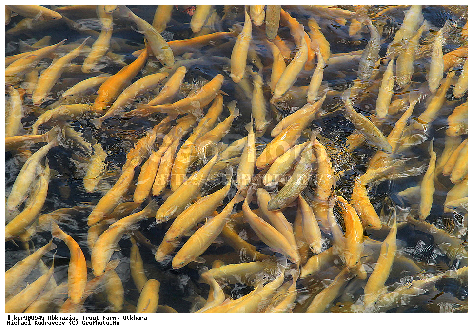 �������, ��������� ���������, ������, ������, ����, ��������, ��������, ����, ����, XYZ, ��������, ���������, Salmonidae, ������, �������� ������, ������� ������, �������� ������, Oncorhynchus mykiss, Parasalmo mykiss