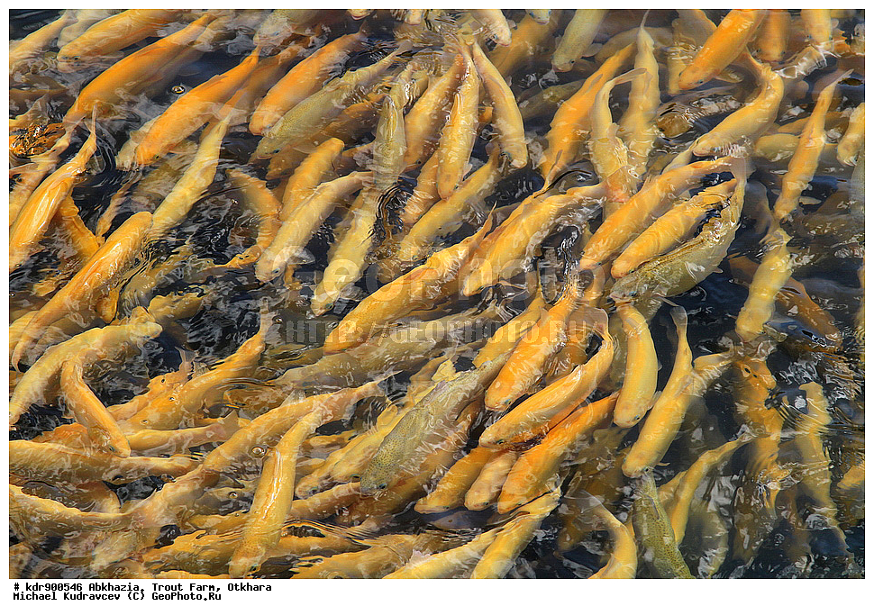 �������, ��������� ���������, ������, ������, ����, ��������, ��������, ����, ����, XYZ, ��������, ���������, Salmonidae, ������, �������� ������, ������� ������, �������� ������, Oncorhynchus mykiss, Parasalmo mykiss