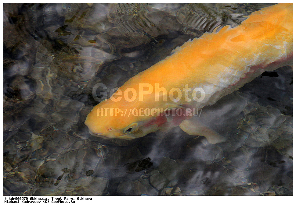 �������, ��������� ���������, ������, ������, ����, ��������, ��������, ����, ����, XYZ, ��������, ���������, Salmonidae, ������, �������� ������, ������� ������, �������� ������, Oncorhynchus mykiss, Parasalmo mykiss