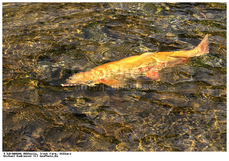 �������, ��������� ���������, ������, ������, ����, ��������, ��������, ����, ����, XYZ, ��������, ���������, Salmonidae, ������, �������� ������, ������� ������, �������� ������, Oncorhynchus mykiss, Parasalmo mykiss