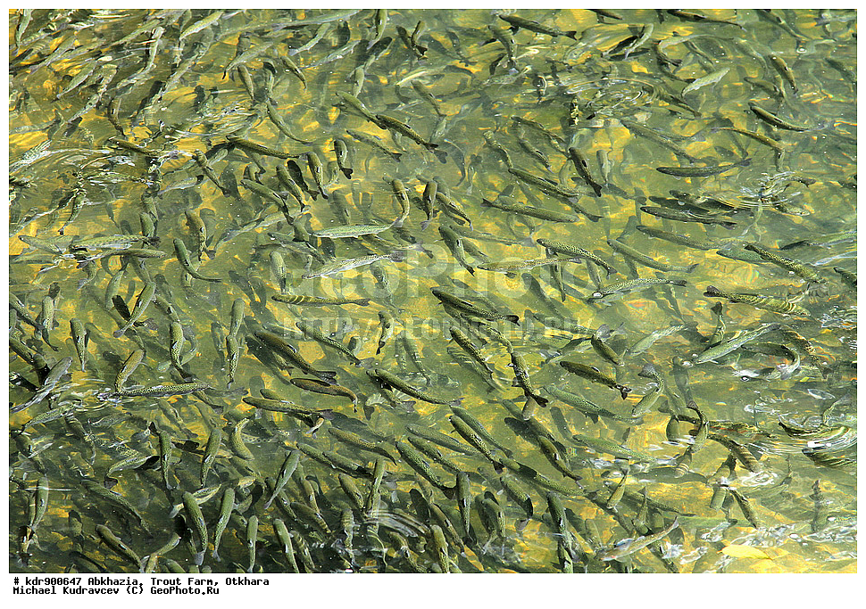 �������, ��������� ���������, ������, ������, ����, ��������, ��������, ����, ����, XYZ, ��������, ���������, Salmonidae, ������, �������� ������, ������� ������, �������� ������, Oncorhynchus mykiss, Parasalmo mykiss