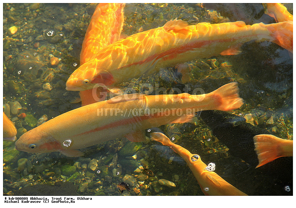 �������, ��������� ���������, ������, ������, ����, ��������, ��������, ����, ����, XYZ, ��������, ���������, Salmonidae, ������, �������� ������, ������� ������, �������� ������, Oncorhynchus mykiss, Parasalmo mykiss