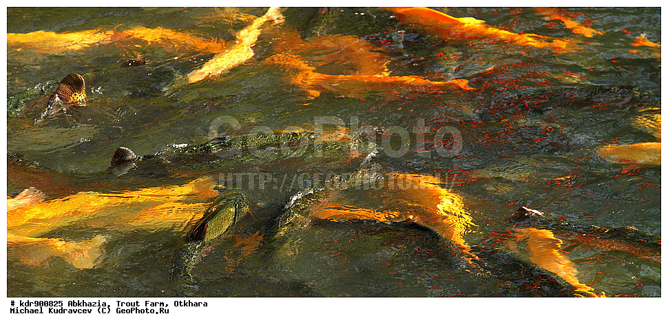 �������, ��������� ���������, ������, ������, ����, ��������, ��������, ����, ����, XYZ, ��������, ���������, Salmonidae, ������, �������� ������, ������� ������, �������� ������, Oncorhynchus mykiss, Parasalmo mykiss