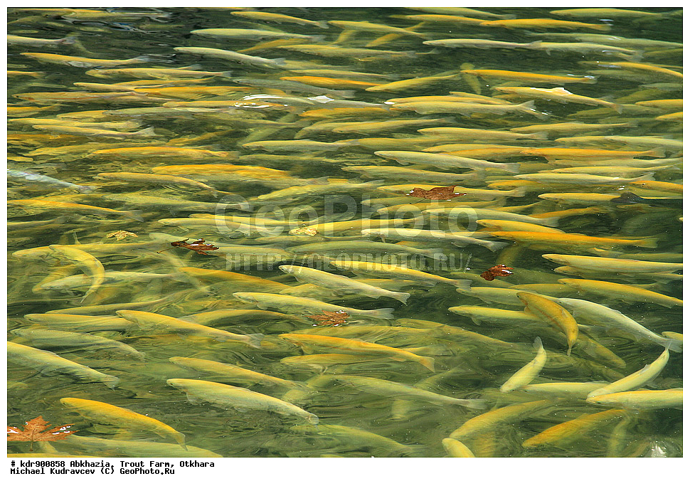 �������, ��������� ���������, ������, ������, ����, ��������, ��������, ����, ����, XYZ, ��������, ���������, Salmonidae, ������, �������� ������, ������� ������, �������� ������, Oncorhynchus mykiss, Parasalmo mykiss