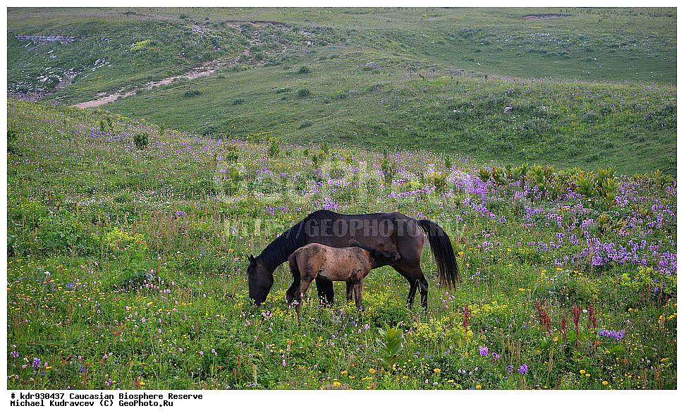 ������, ����������, ����������