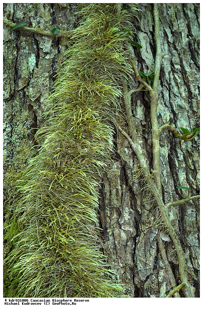 ������, ����������, ����������