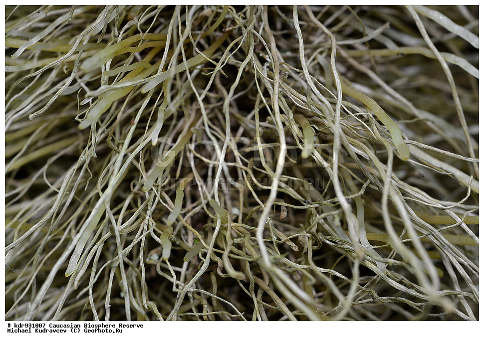 ������, ����������, ����������