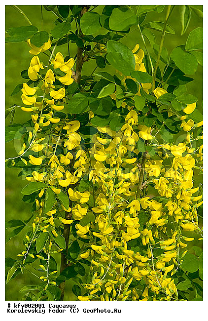 �����, �������� ��������������, ������������ ���������, ����� ��������, ���������-������ ������, ������� �����, ���������, ����, �����, ��������, ������, �����