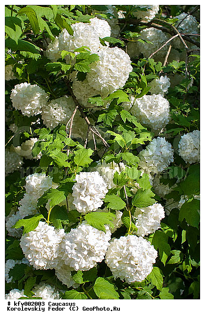 �����, ������ ���������, ����� �����, ����� ���, ������������ ���������, ������, ������ ������������, ������ ����������, ������� ���, ��������, ��������