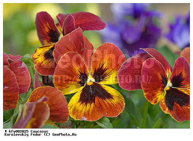 �����, ������� ������, ����� ��������, �����, ������, ���������, ������, �������, �����, ����������� ������, ������, ��������, �������, ������, �����