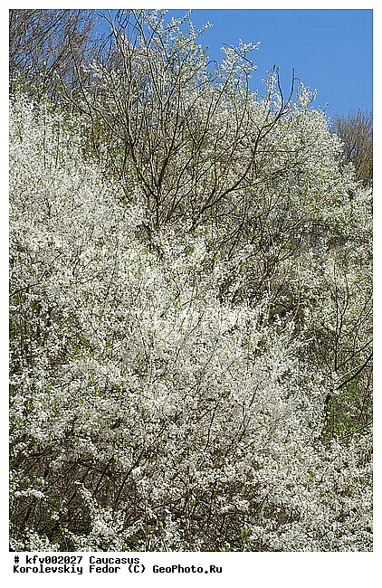 �����, ���������, ������������� �����, �����, ��������� ������, ��������, ������ �����