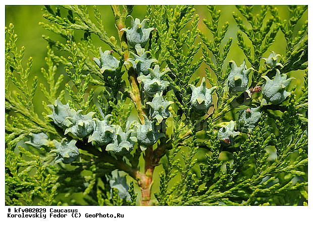 ����� ���������, ��� ���������, ������������ ������� ��������, ������, ����� ��������, ���������, ��� ������� �������� ��������� �����������, ������� ������, ����