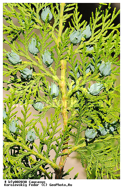 ����� ���������, ������, ��� ���������, �����, ���������, �������� �����, �����������, ��������������, �������� ����, ��������, ������� ������, ��������