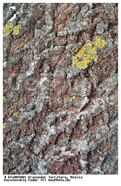 ������, ������������� ����, ������, ������, ����, ���� ������� ������, ��������, �������, ���