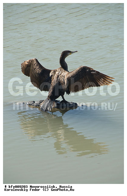 ������������, ������, �������������, ������� ������, ����, ����, ������, ����, �����, ����� �������, �����, ����� �� ������� ���������, ����, ����� ������, ������������ ���������, ����, ������� �����, ������� �����, �����, �����, XYZ, ����������, Phalacrocoracidae, ������� ������, Phalacrocorax carbo