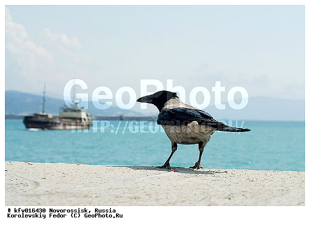 ������������, ��������� �����, ������ ����, ����������� �����, ������, ����, ���������� ����, �������, ������� �����, ������� �����, ������� ���������, ������, ������, �����, ����� ������, ����-������� ����, ���������, �����, ��������, ��������, �����, �����, ��������, �����������, XYZ, ��������, ���������, Corvidae, ����� ������, Corvus cornix