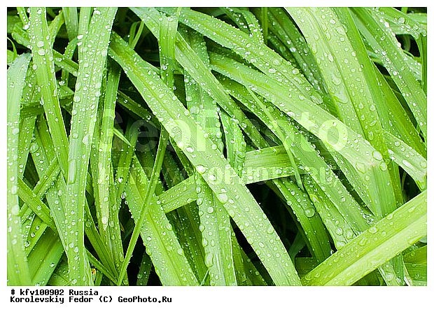 ����� ������, ����, �����, ����� �����, ��������, ������������ �������, ����, ������, ��������, �����, ���