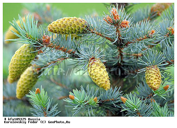 ��������, ������� ���, ����������-������ ���, �������, ���, ������� ������, ����, �����