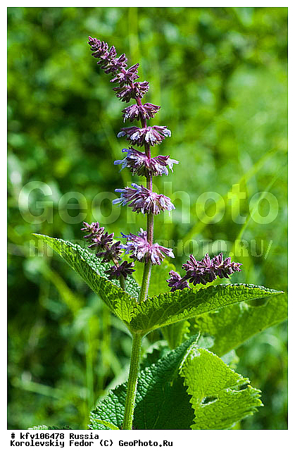 ����� �������, ������ �����, ���, ������ ����, ��������, ��������, �����, ��� ������, ������, �����