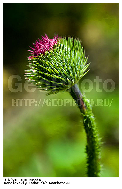 ����� �������, ����� ���������, ������, ������������� ��������, ��������, ��������, ������ ���, �����, ������, �����