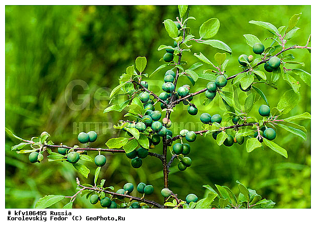 ��������� ������� �����, �������, ������ �����, ������ �����, ������ ���, ����, ������, ������ ����, �����