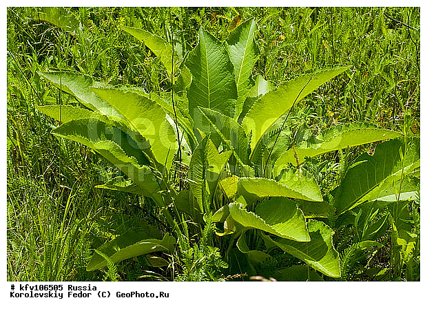 ����� �������, ������, ������ ���, ������������� ��������, ������ ��������, ���, ������ ����, ��������, �����������, ��������, �����, �����