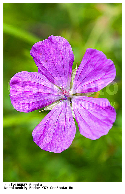 ����� �������, ������ �������, ������������� ��������, �������� ��������, ���� ��������, ��������, �����, ��� ������, ������ ���������, �����