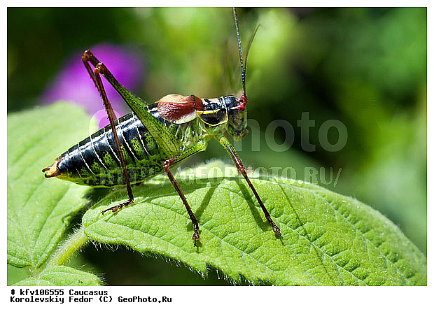 ������, ���������, �������, ������ ��������, ������ ����, ��������, ������, �����, ����� ������, ��������������, �������������, ��������������