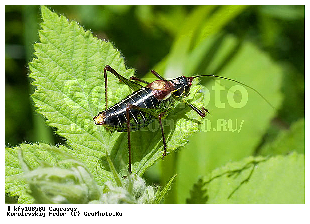 ������, ���������, �������, ������ ��������, ������ ����, ��������, ������, �����, ����� ������, ��������������, �������������, ��������������