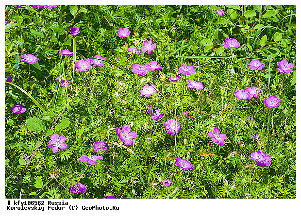 Geranium pratense, ����� �������, ������ �������, ����, ���, ������, ������ ���, ��������, ����� ������, ������� �����, ������ �������, �����