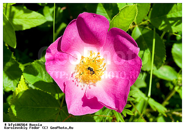 ����� �������, ������, ���������, ����, �������, ������ ����, ������, �������� �����������, �������, ������, ������, �����, �������� �������, ����� ������