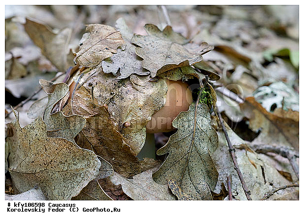 �����, �����, ������, ����, ������� �����, �����, ���, ���������, ����, ����, ������� �������, ������������ ������ ������� ������� ���, ��������